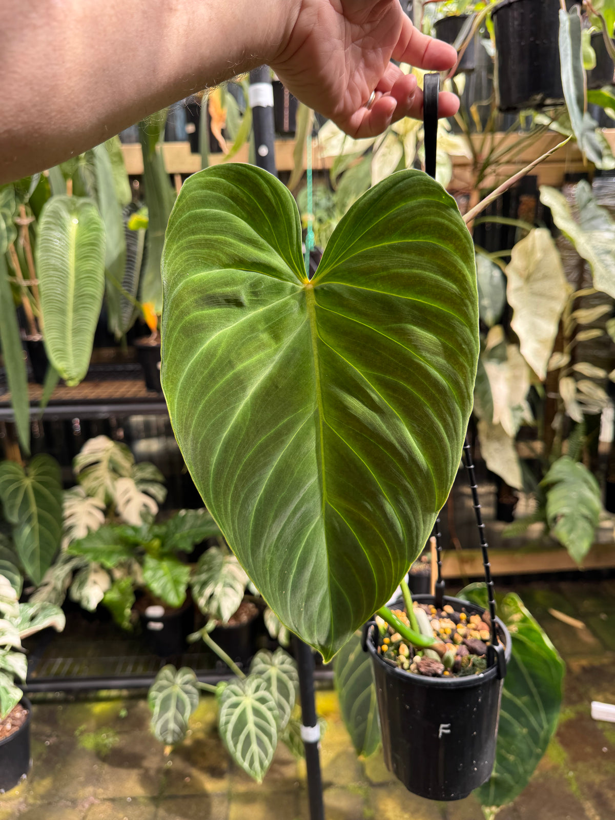 Philodendron splendid