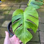 Green-on-Green Variegated Monstera - Exact Specimen