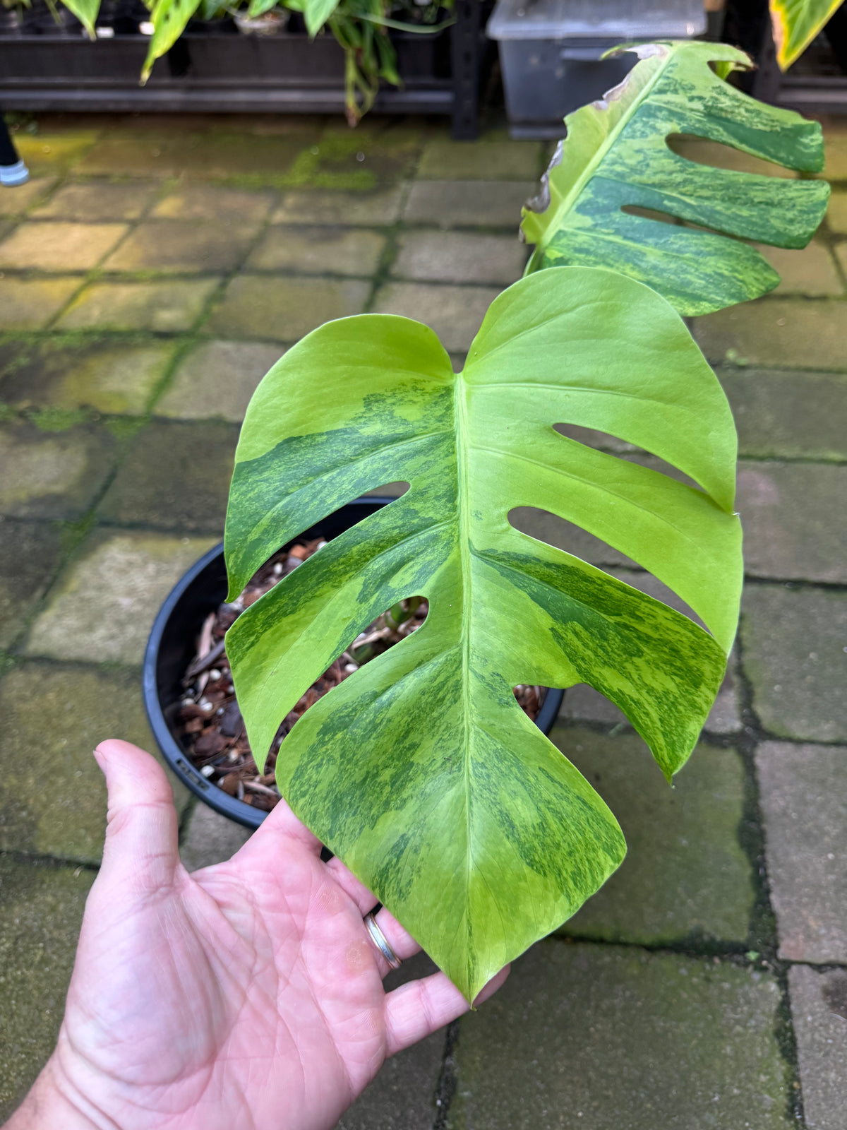 Green-on-Green Variegated Monstera - Exact Specimen