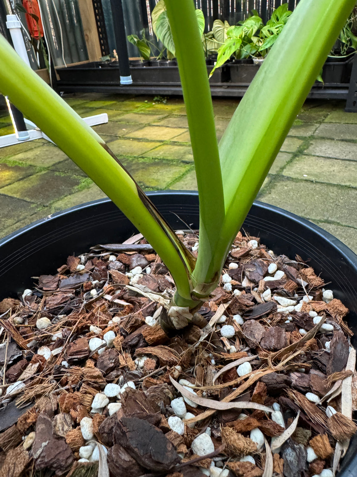 Green-on-Green Variegated Monstera - Exact Specimen