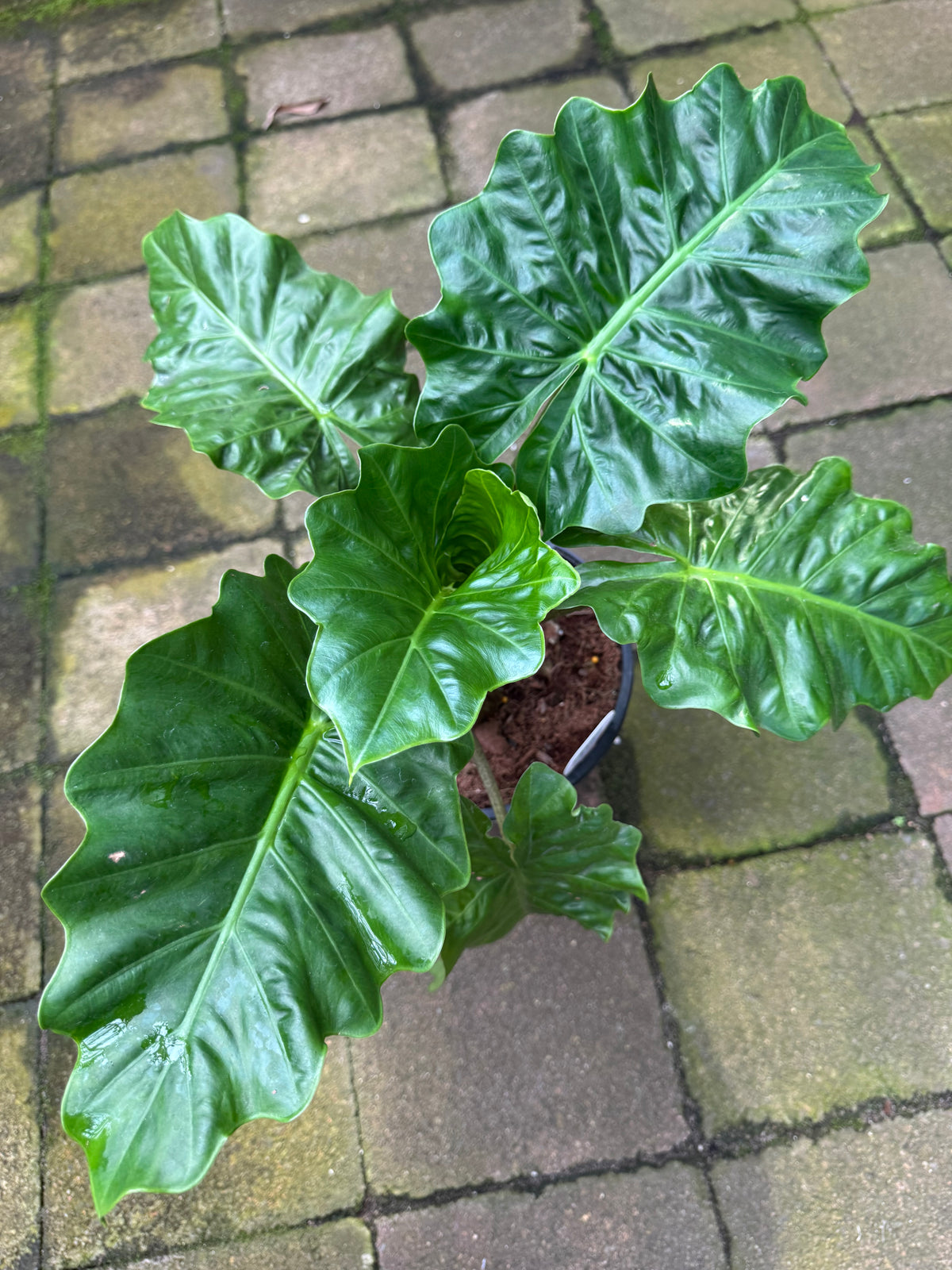 Alocasia ‘Low Rider’