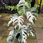 Monstera Albo — Exact Specimen