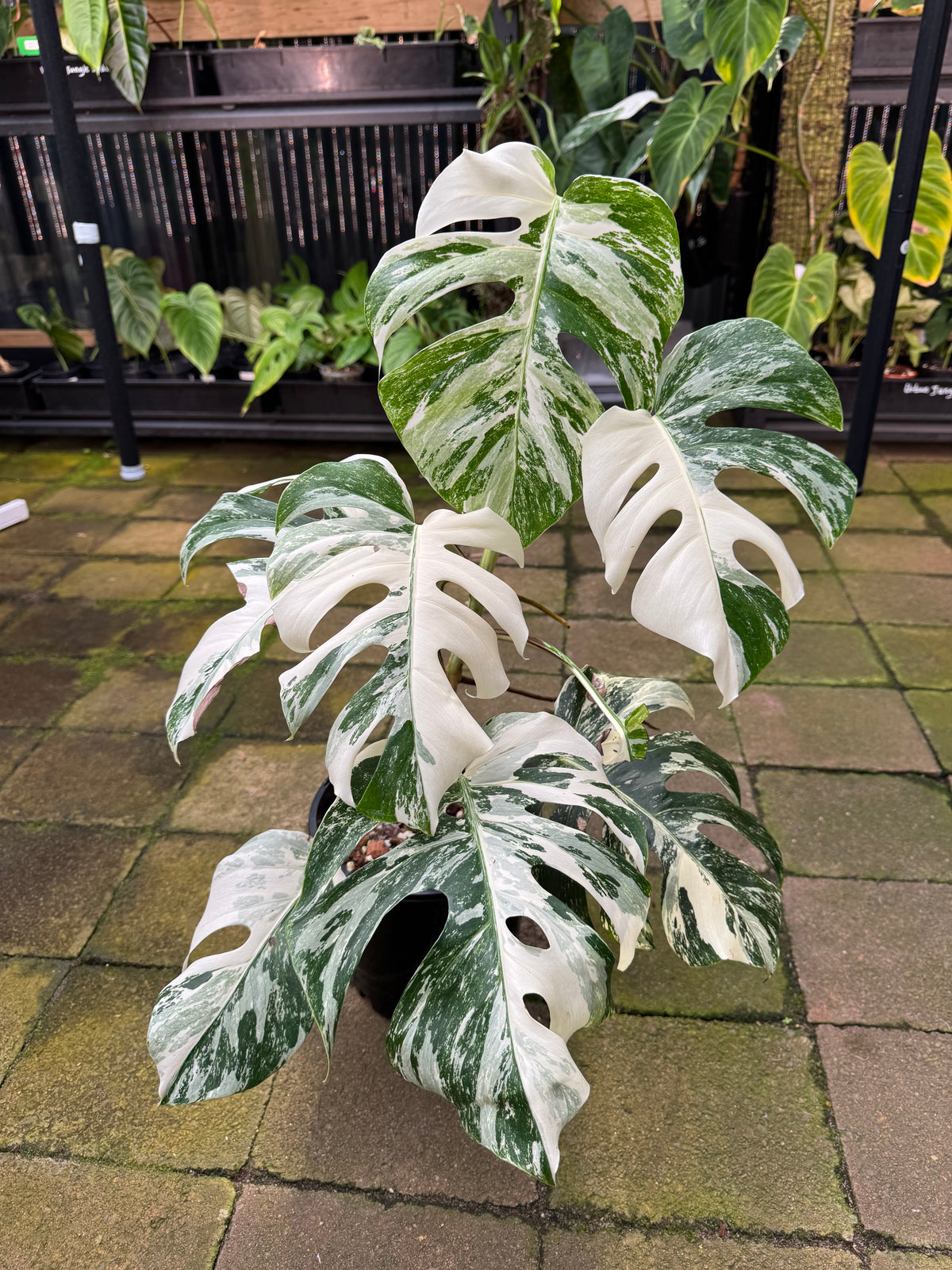 Monstera Albo — Exact Specimen