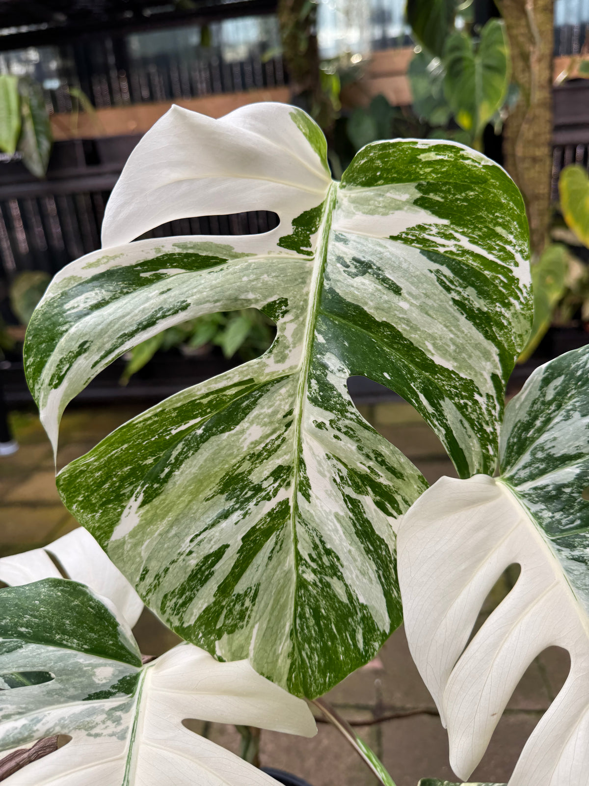 Monstera Albo — Exact Specimen