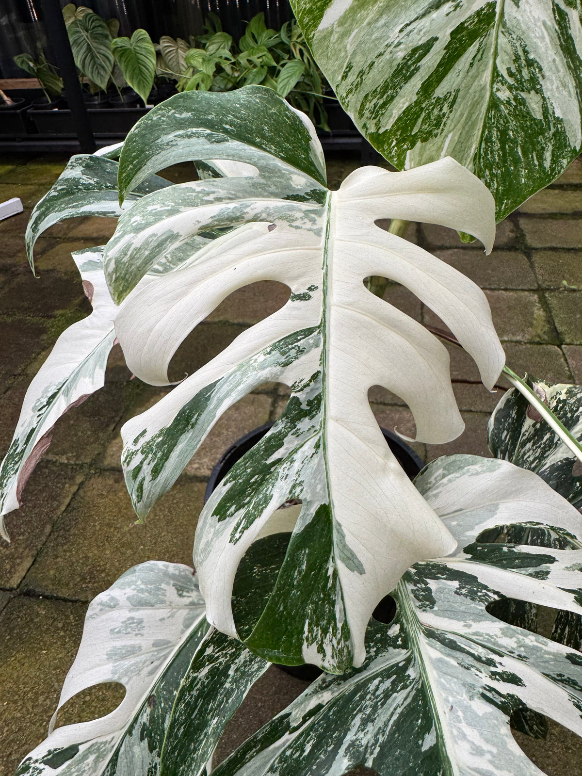 Monstera Albo — Exact Specimen