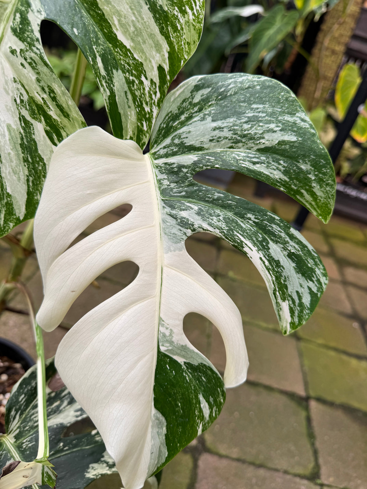 Monstera Albo — Exact Specimen