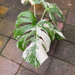Monstera Albo - Exact Specimen