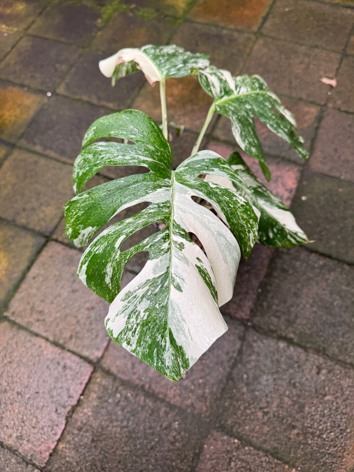 Monstera Albo - Exact Specimen