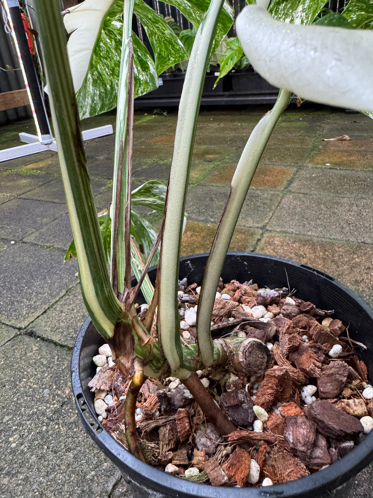 Monstera Albo - Exact Specimen