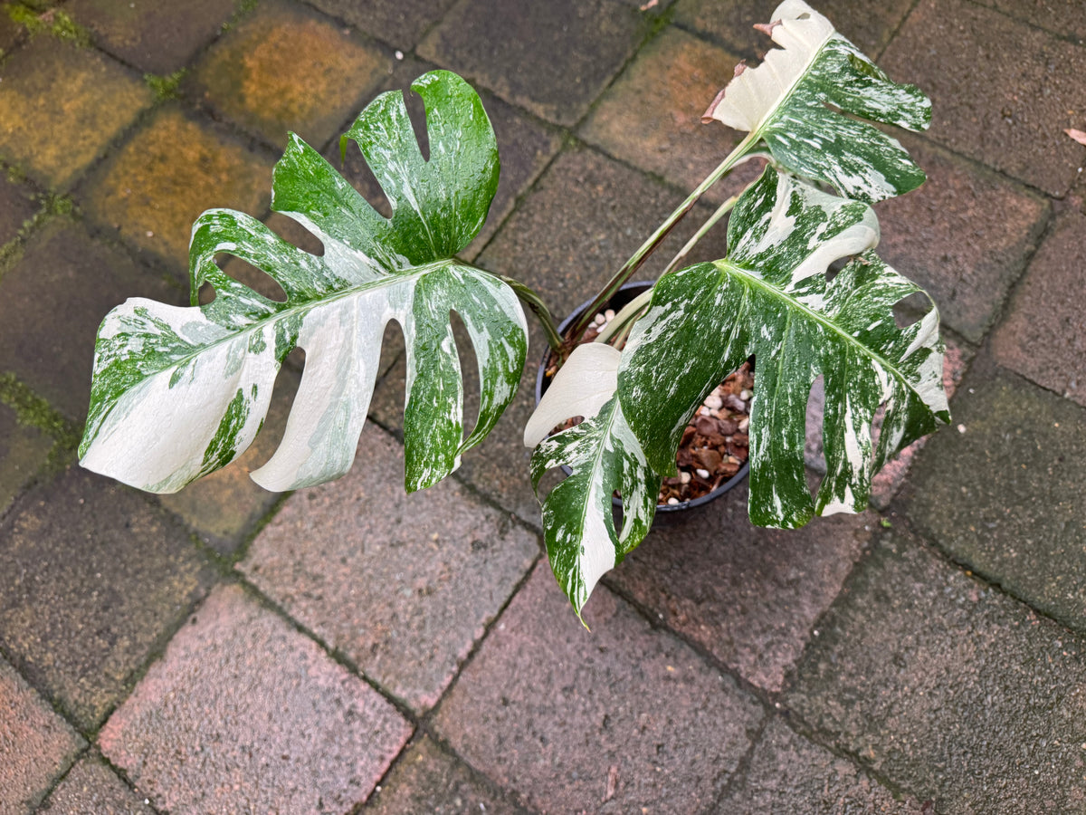 Monstera Albo - Exact Specimen