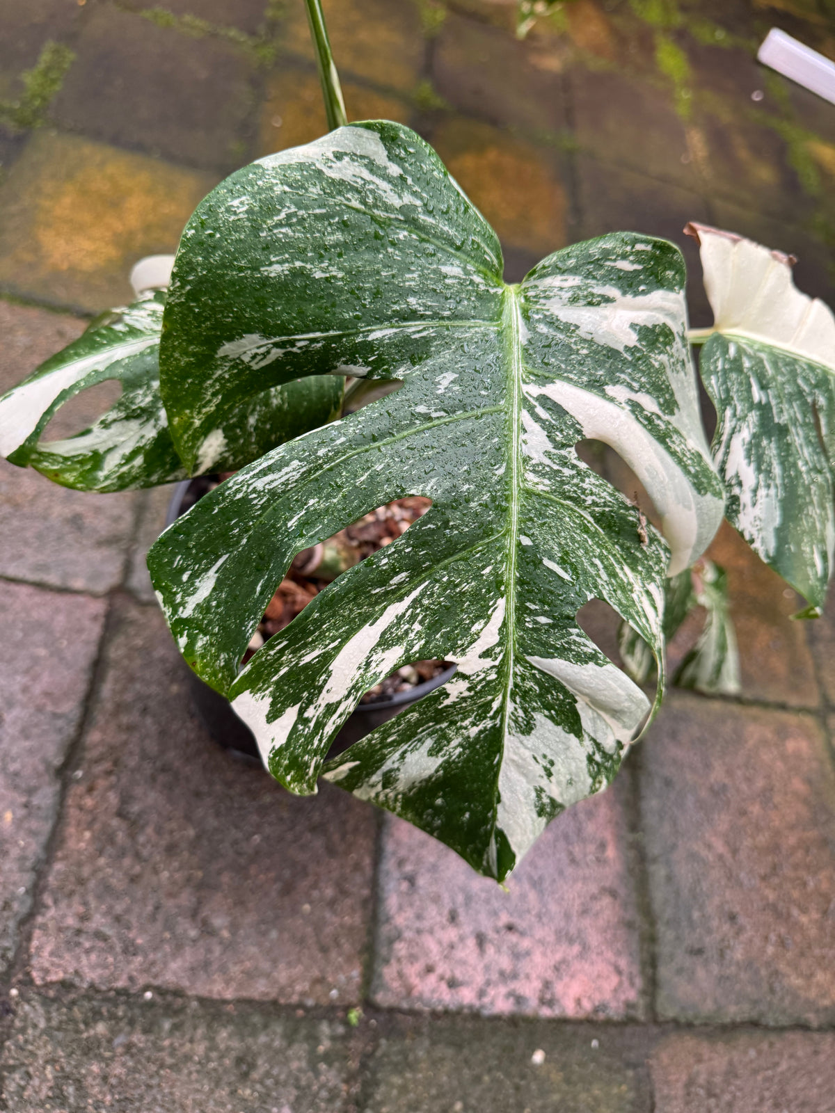 Monstera Albo - Exact Specimen