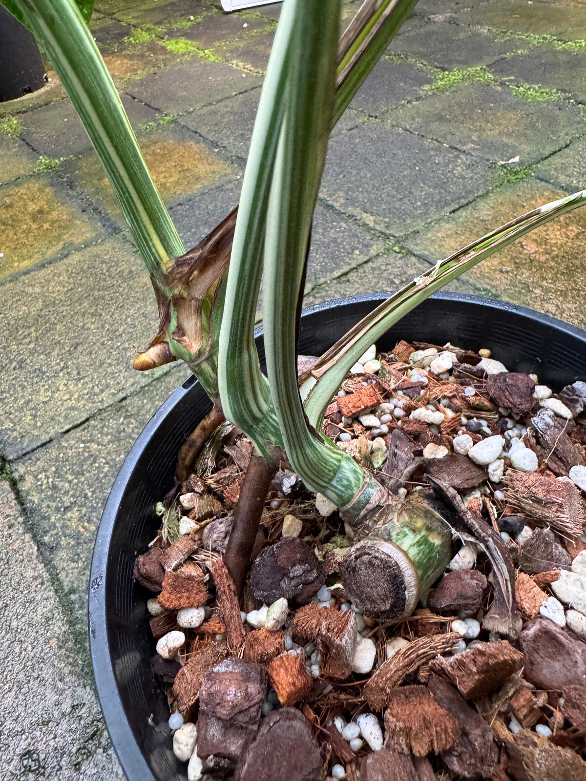 Monstera Albo - Exact Specimen