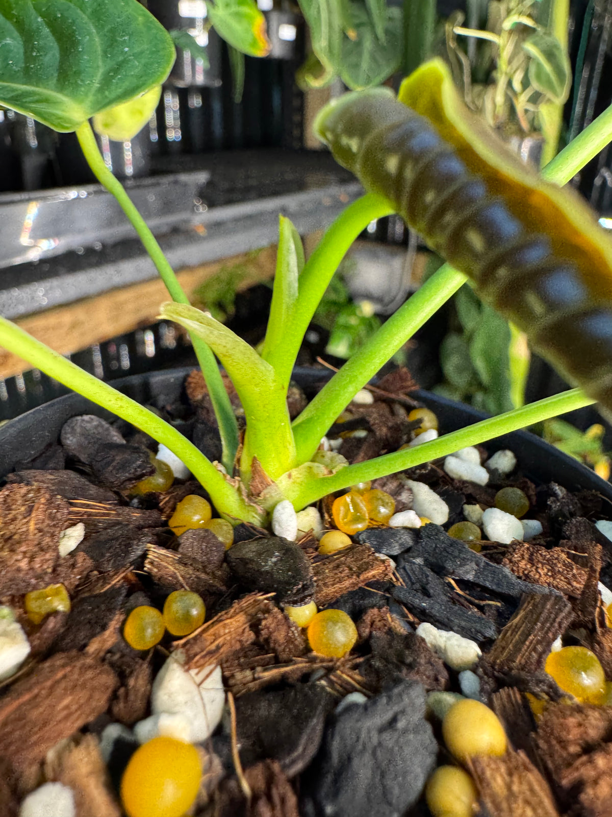 Anthurium veitchii narrow form - Exact Specimen