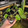 Anthurium veitchii narrow form - Exact Specimen