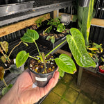 Anthurium veitchii narrow form - Exact Specimen