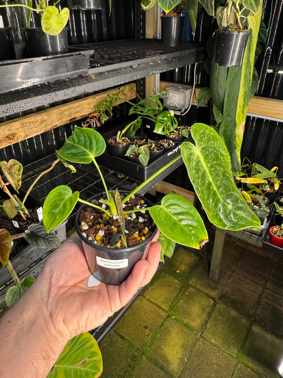Anthurium veitchii narrow form - Exact Specimen