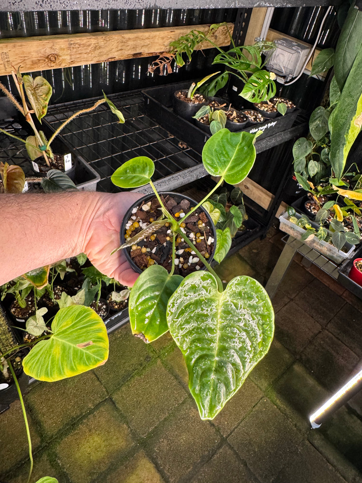 Anthurium veitchii narrow form - Exact Specimen