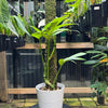 Epipremnum 'Dragon tail'