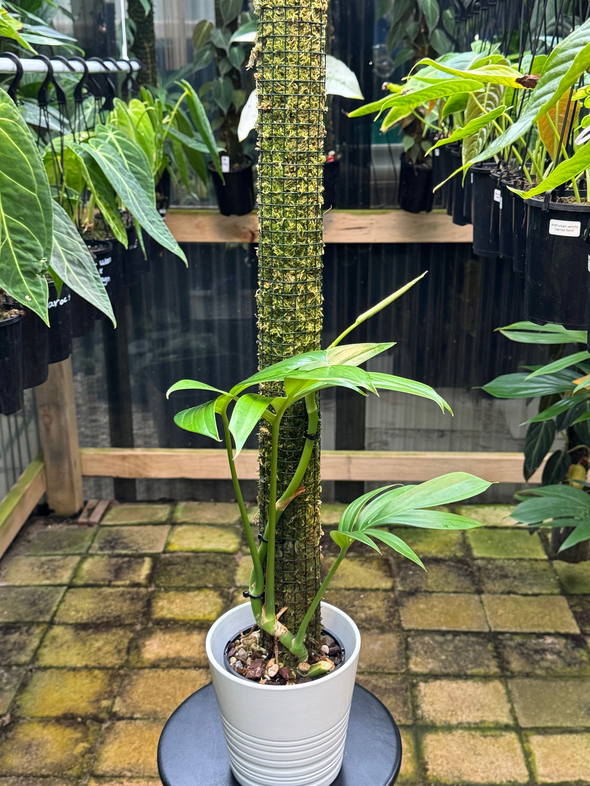 Epipremnum 'Dragon tail'