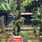 Philodendron micans