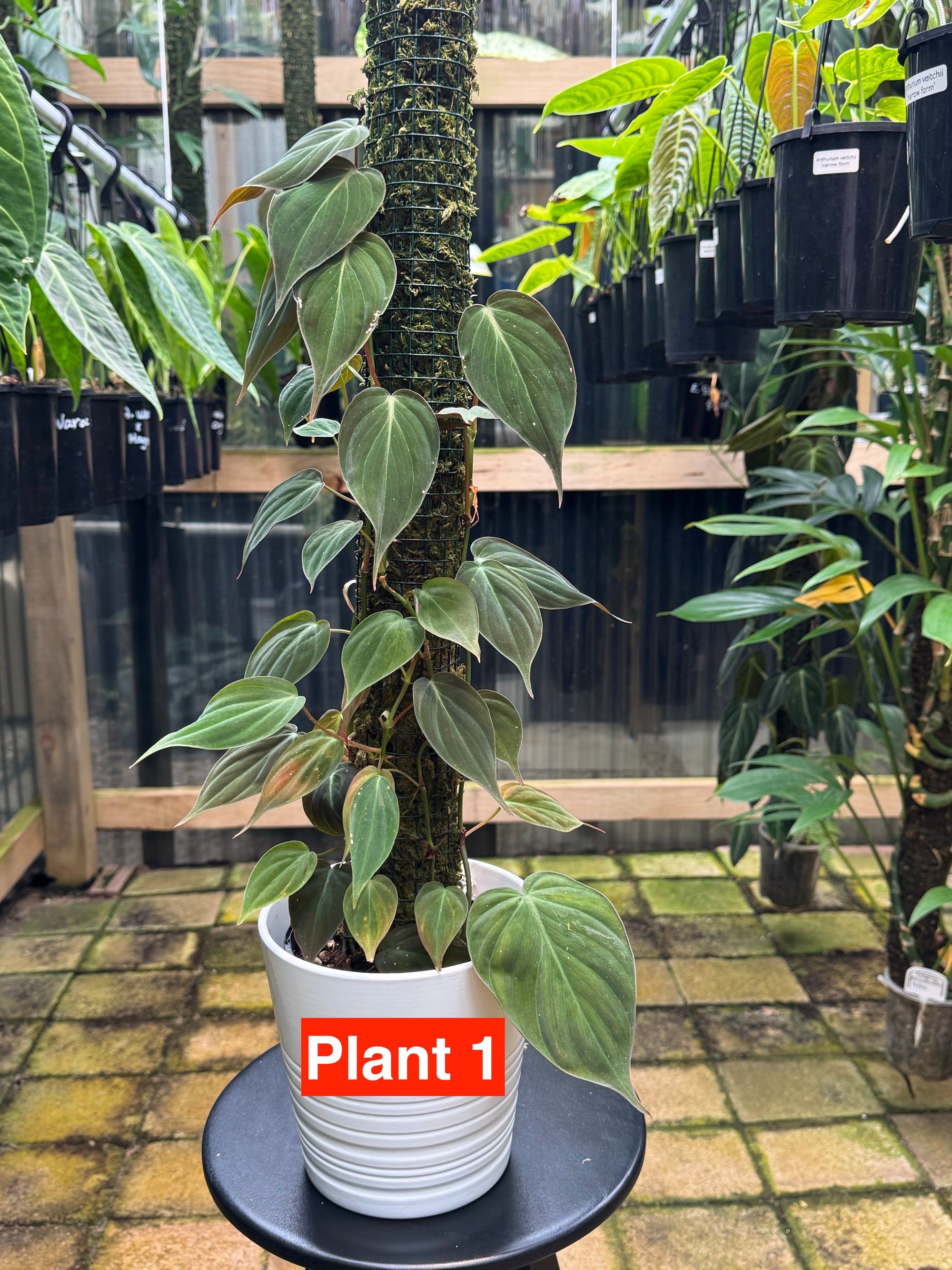 Philodendron micans