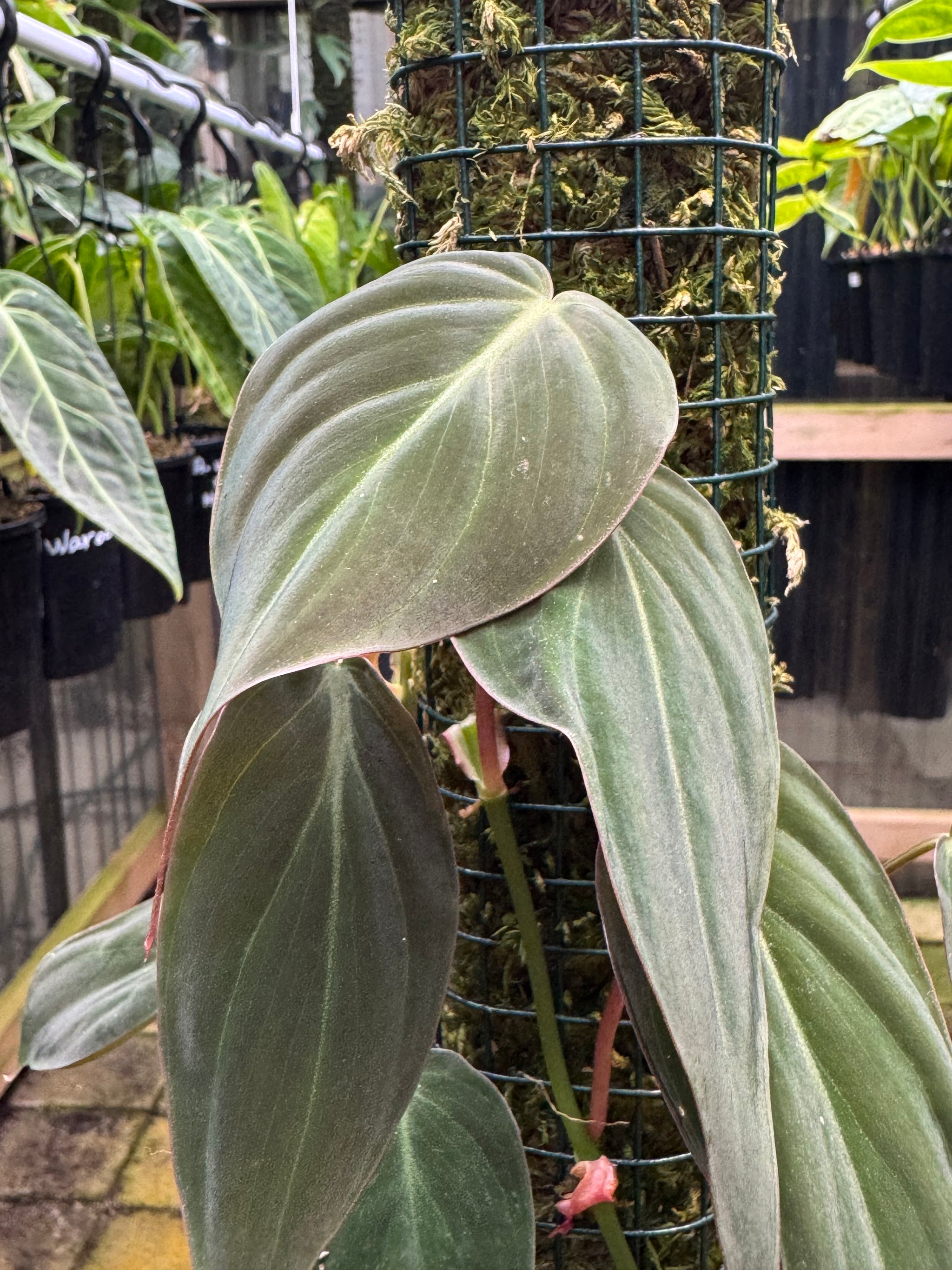 Philodendron micans