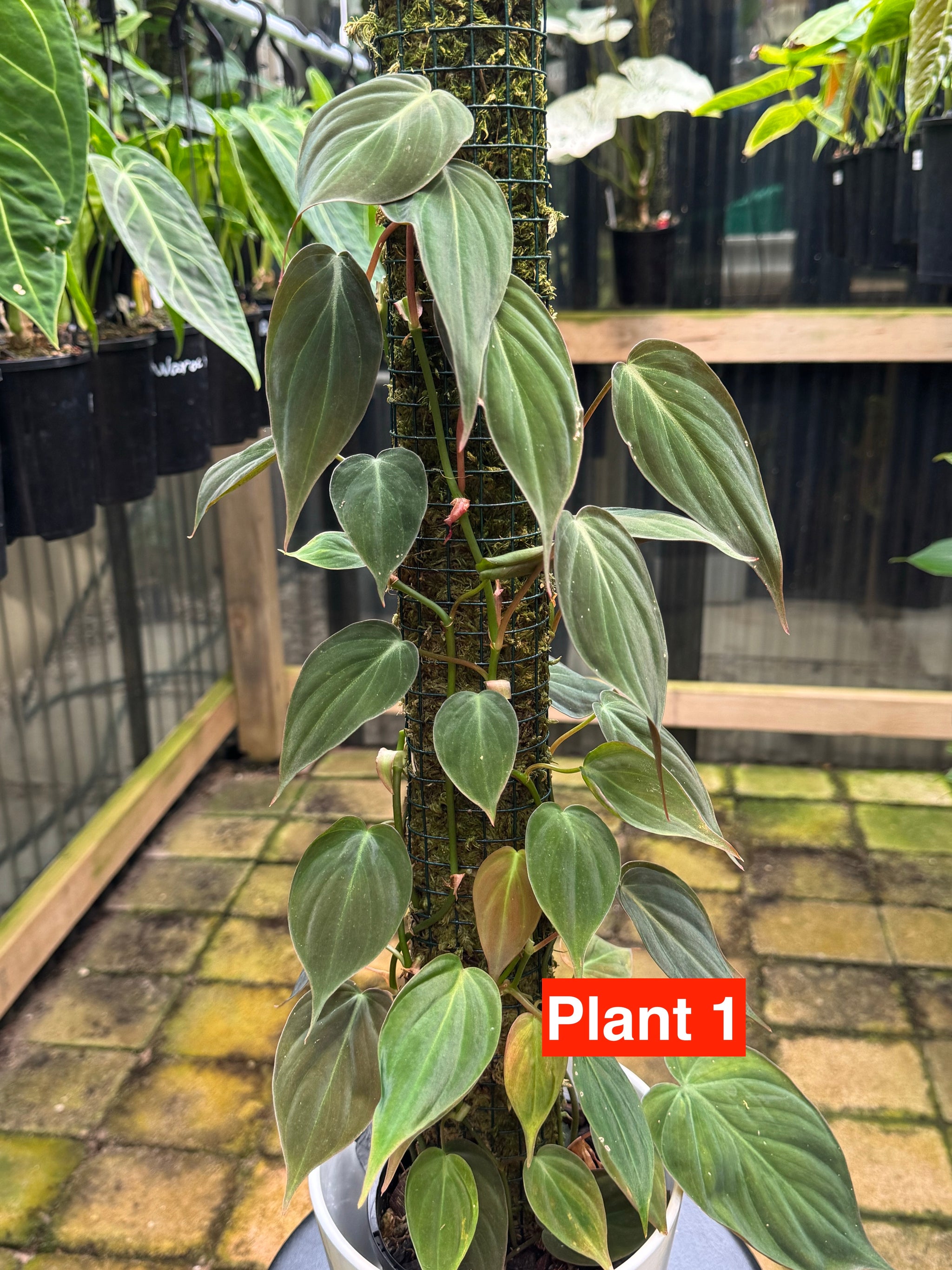 Philodendron micans