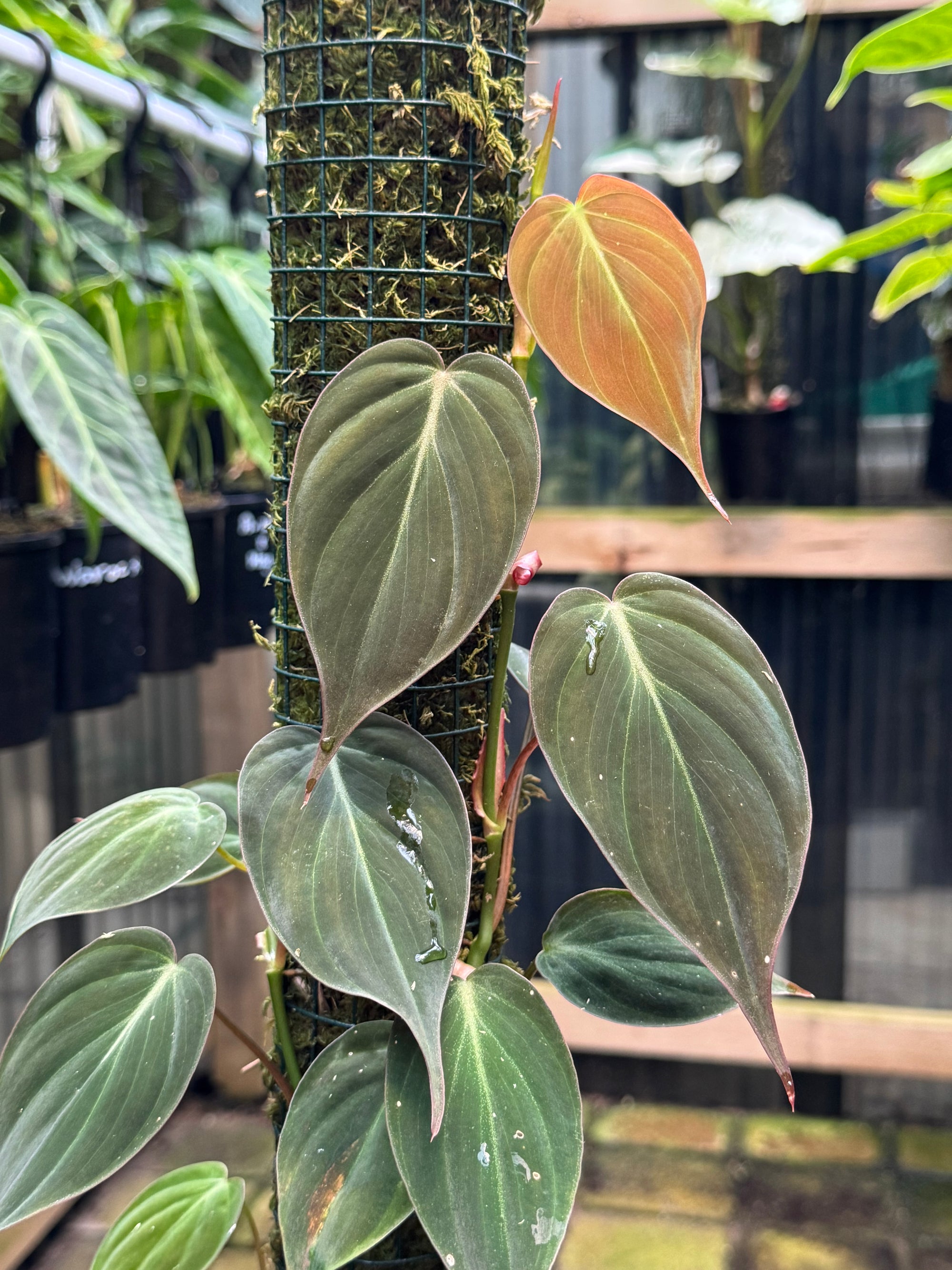 Philodendron micans