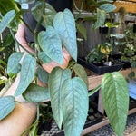Cebu Blue Pothos
