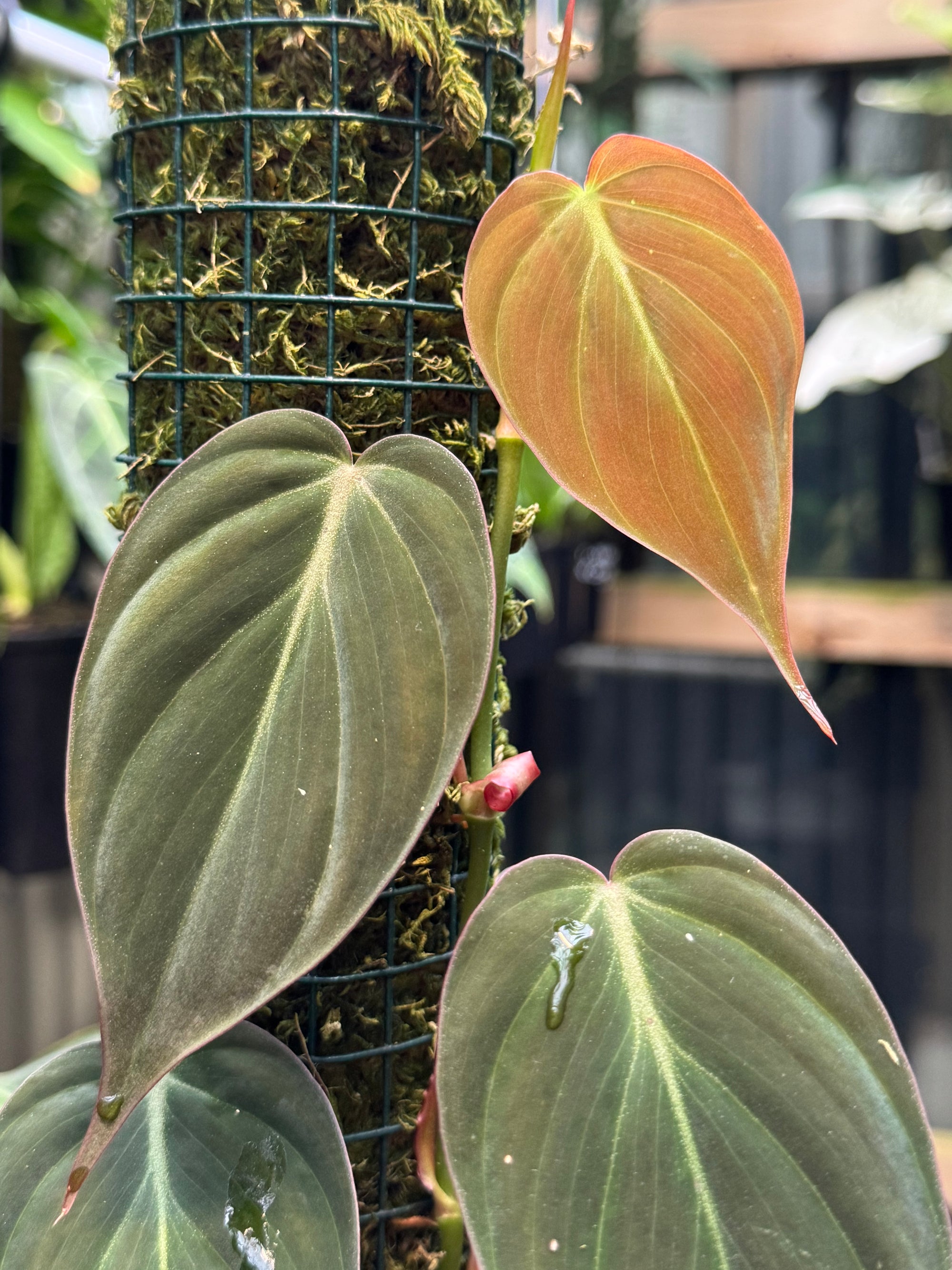 Philodendron micans