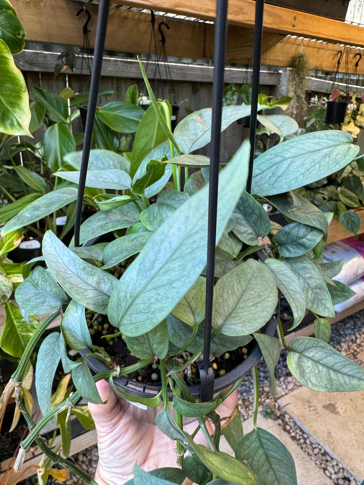 Cebu Blue Pothos