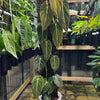 Philodendron melanochrysum