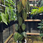 Philodendron melanochrysum