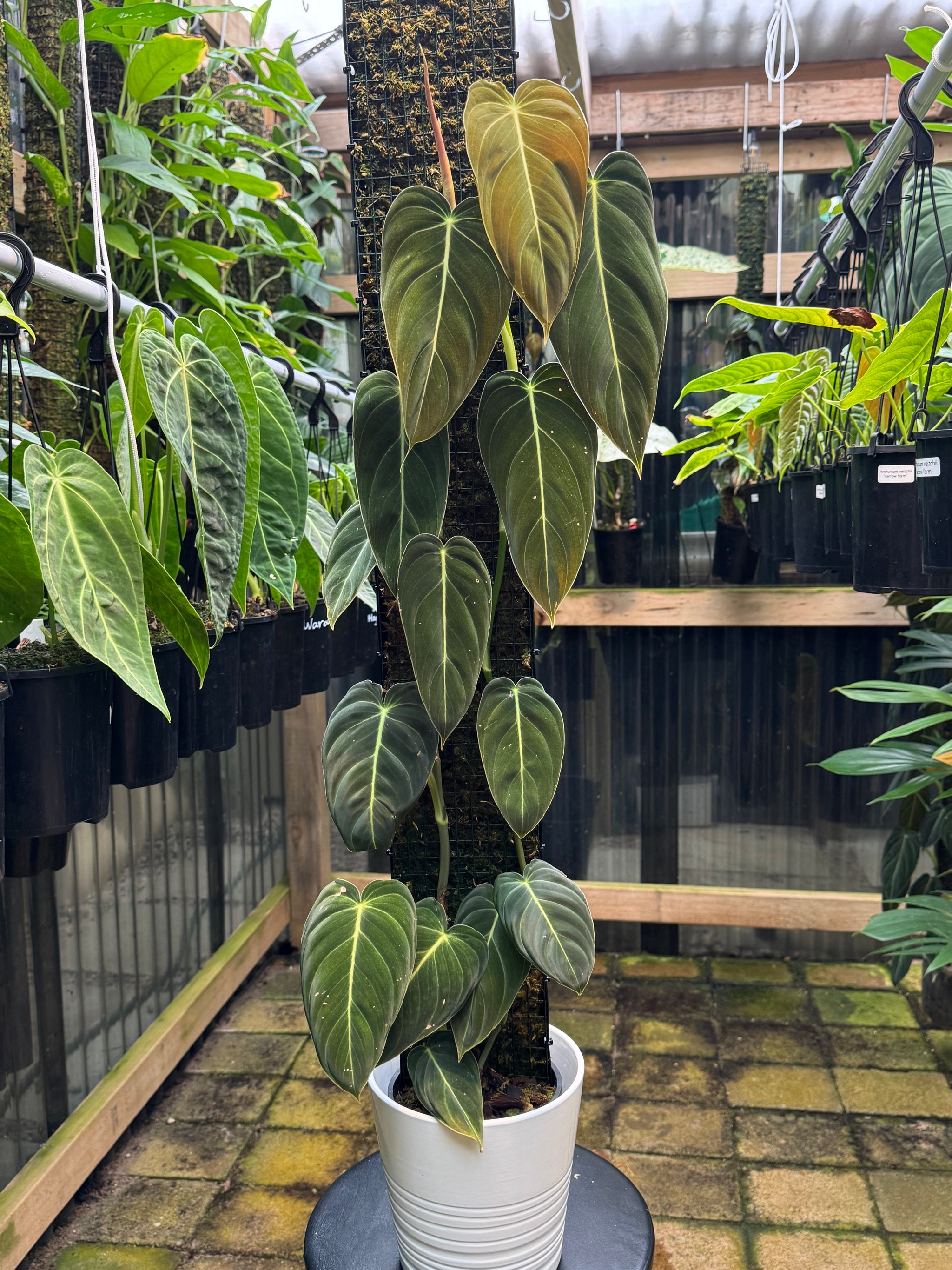 Philodendron melanochrysum