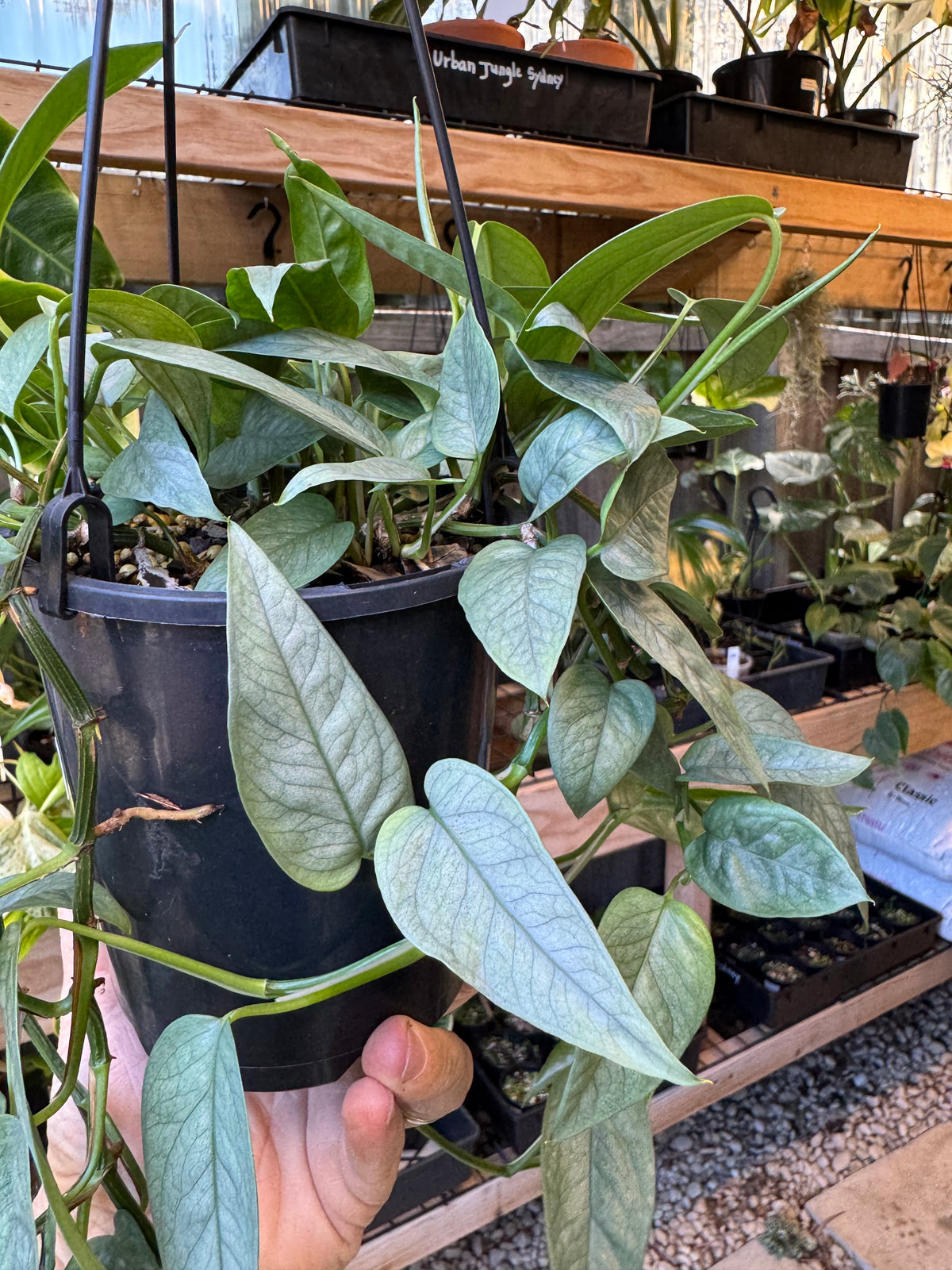 Cebu Blue Pothos