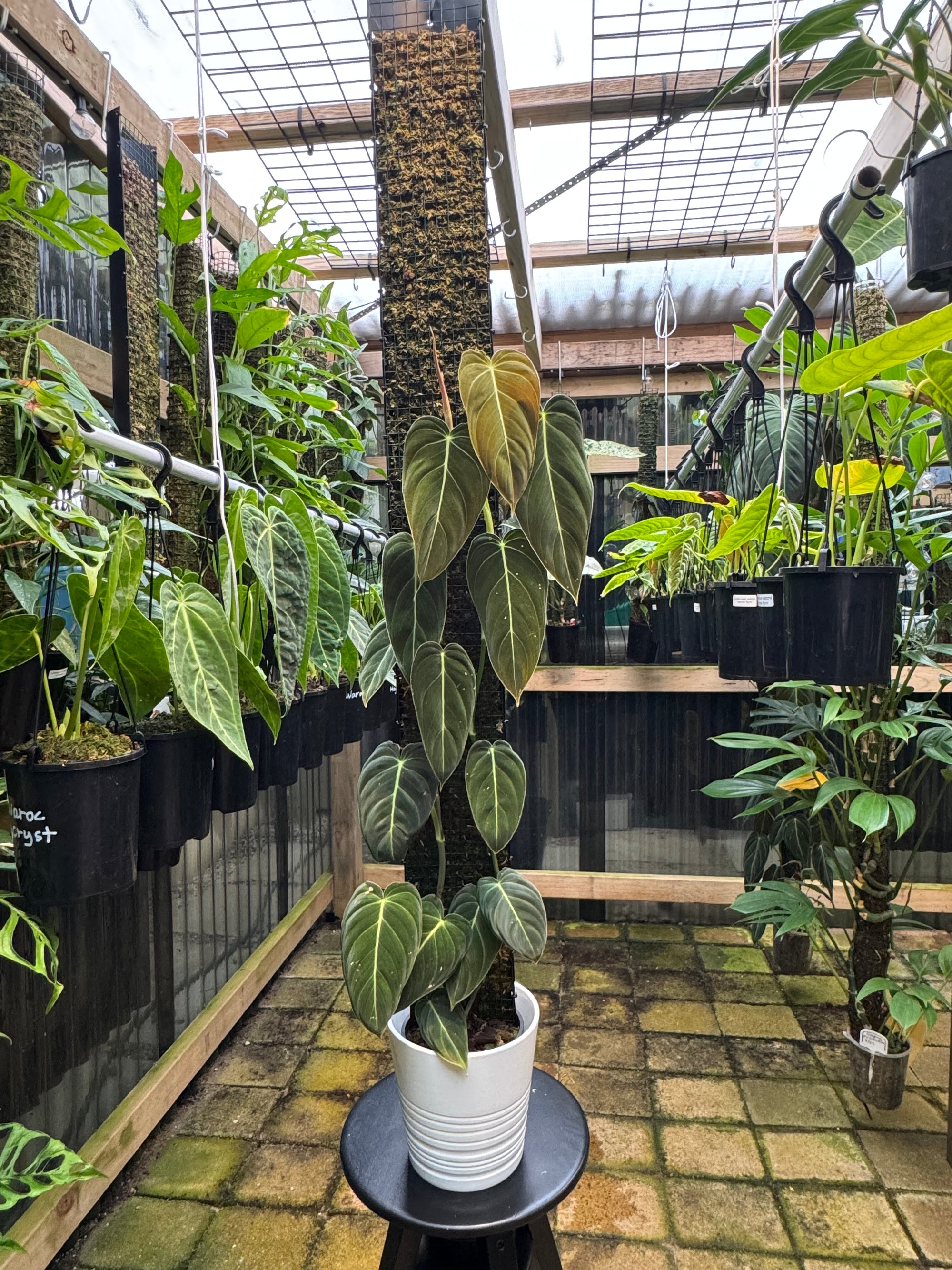 Philodendron melanochrysum