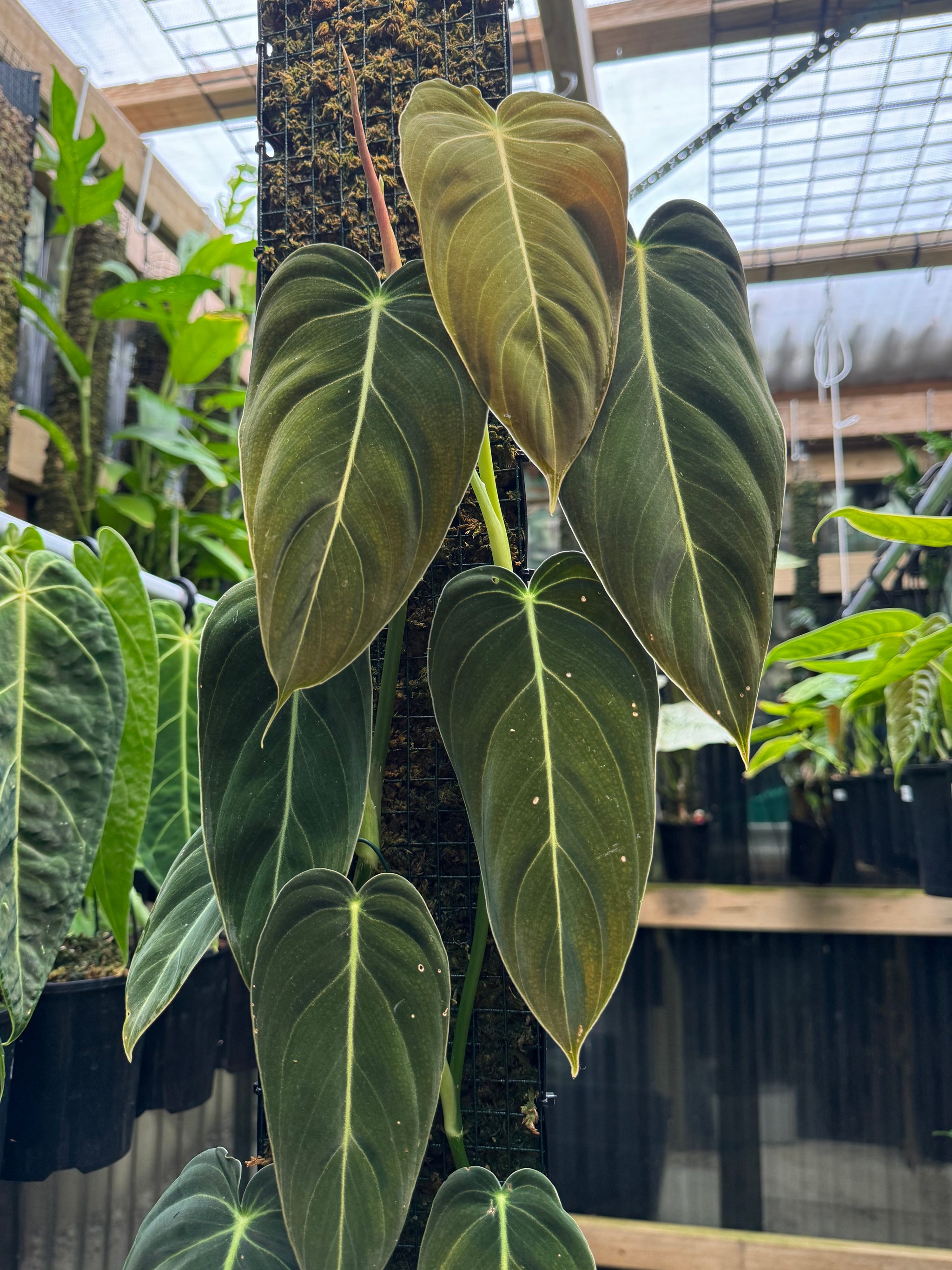 Philodendron melanochrysum