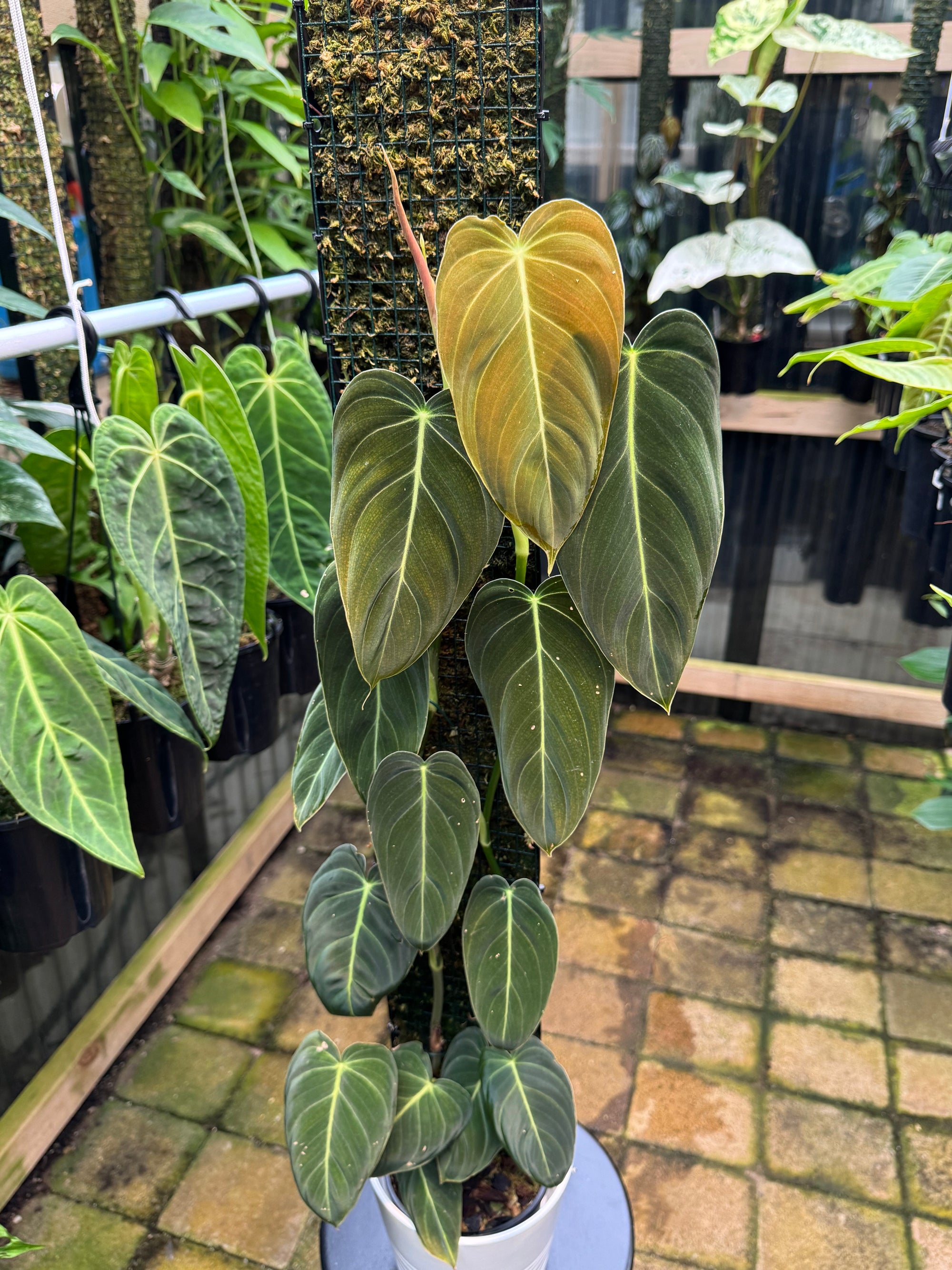 Philodendron melanochrysum