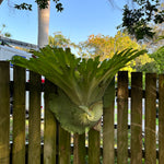 Staghorn Fern (Platycerium superbum)