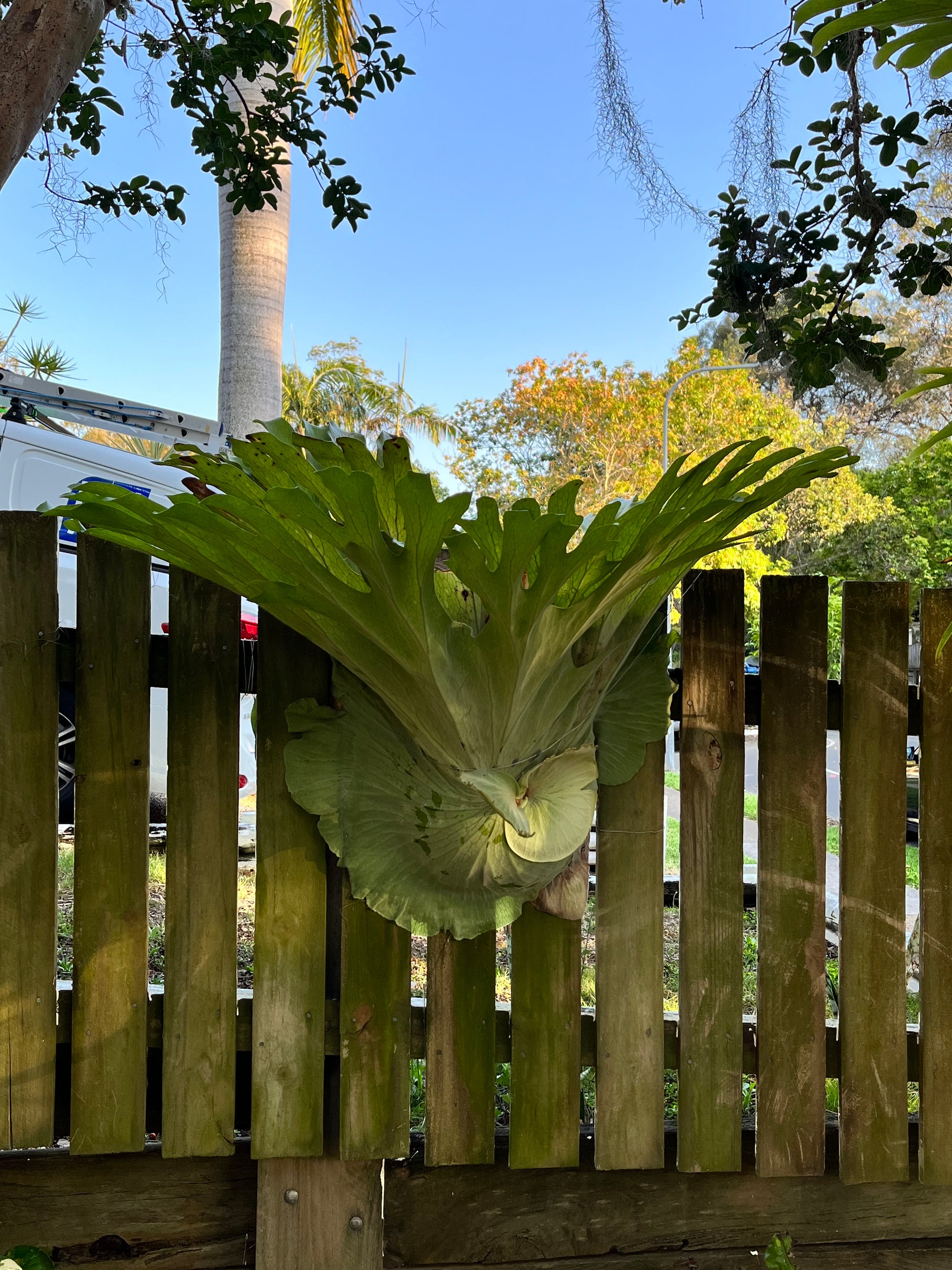 Staghorn Fern (Platycerium superbum)