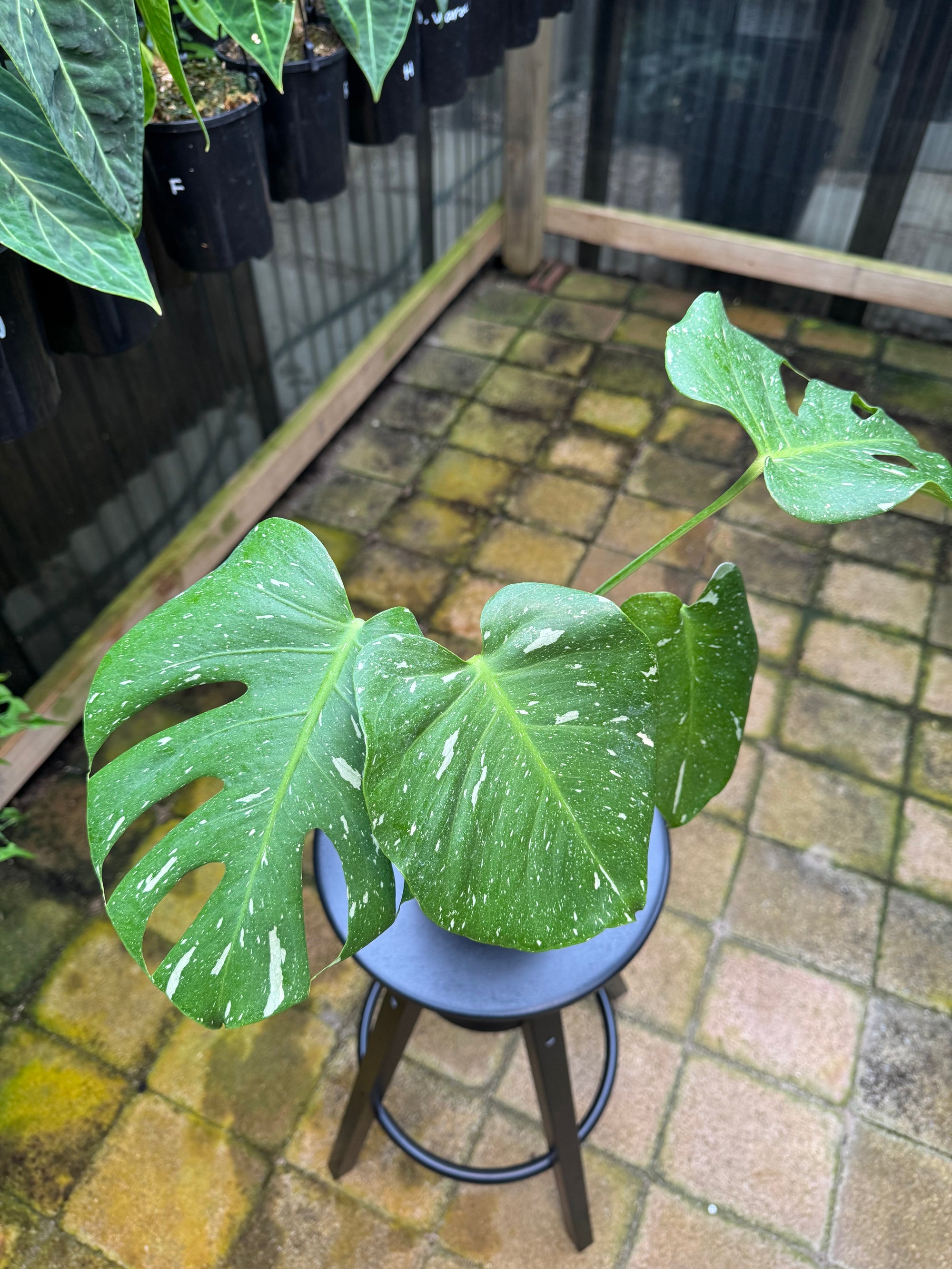 Monstera 'Thai Constellation'