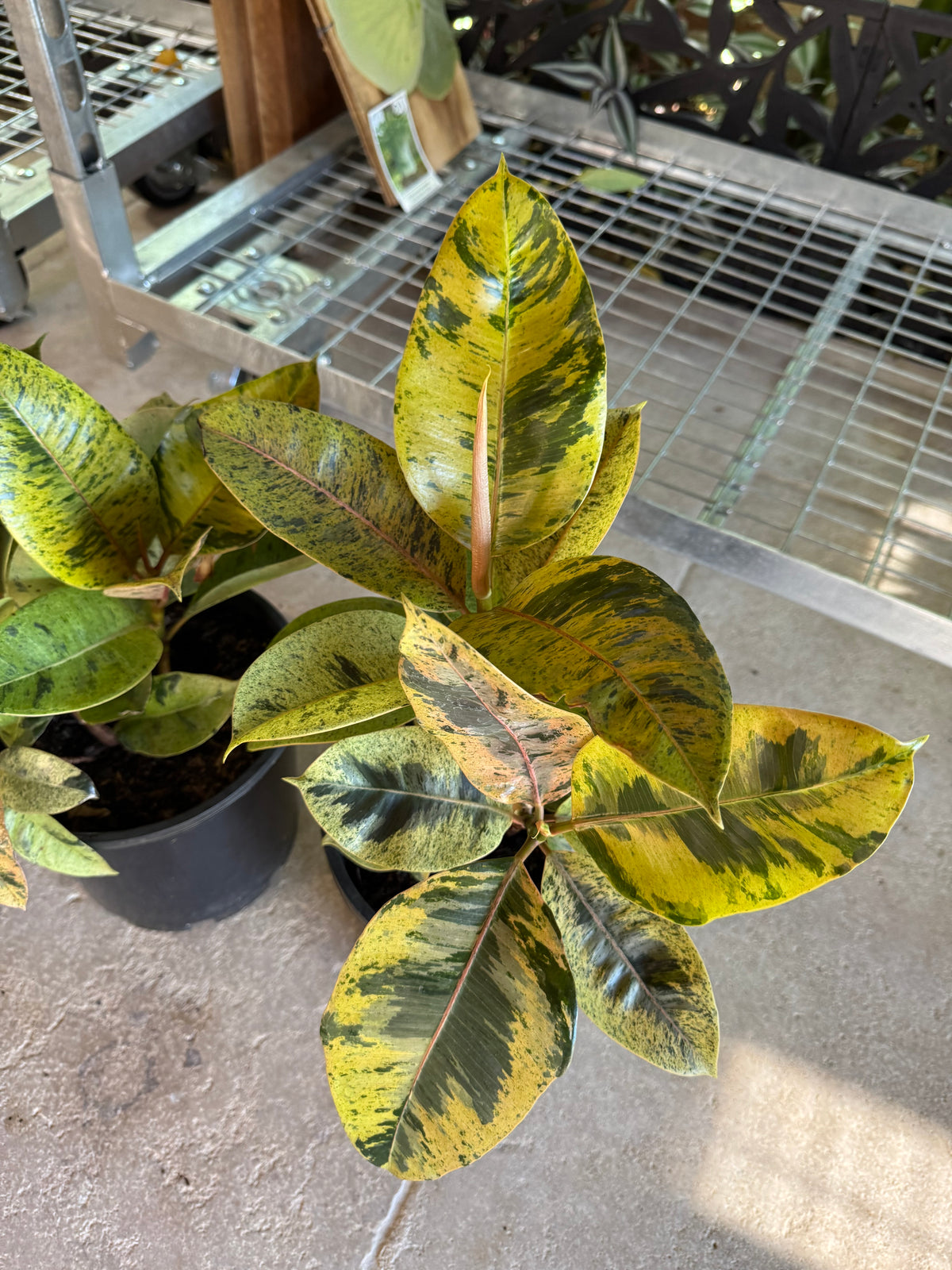 Ficus ‘Moonshine’