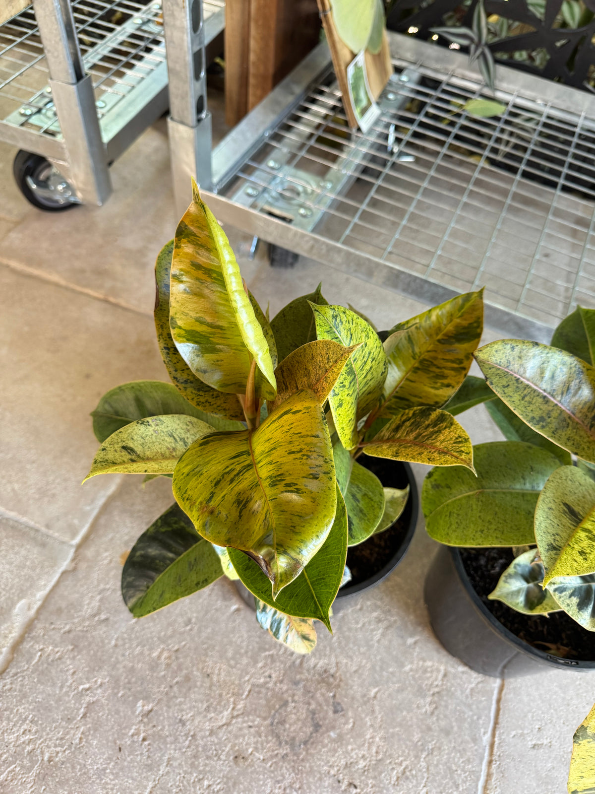 Ficus ‘Moonshine’