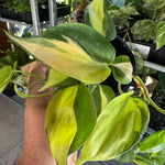 Philodendron 'Cream Splash'