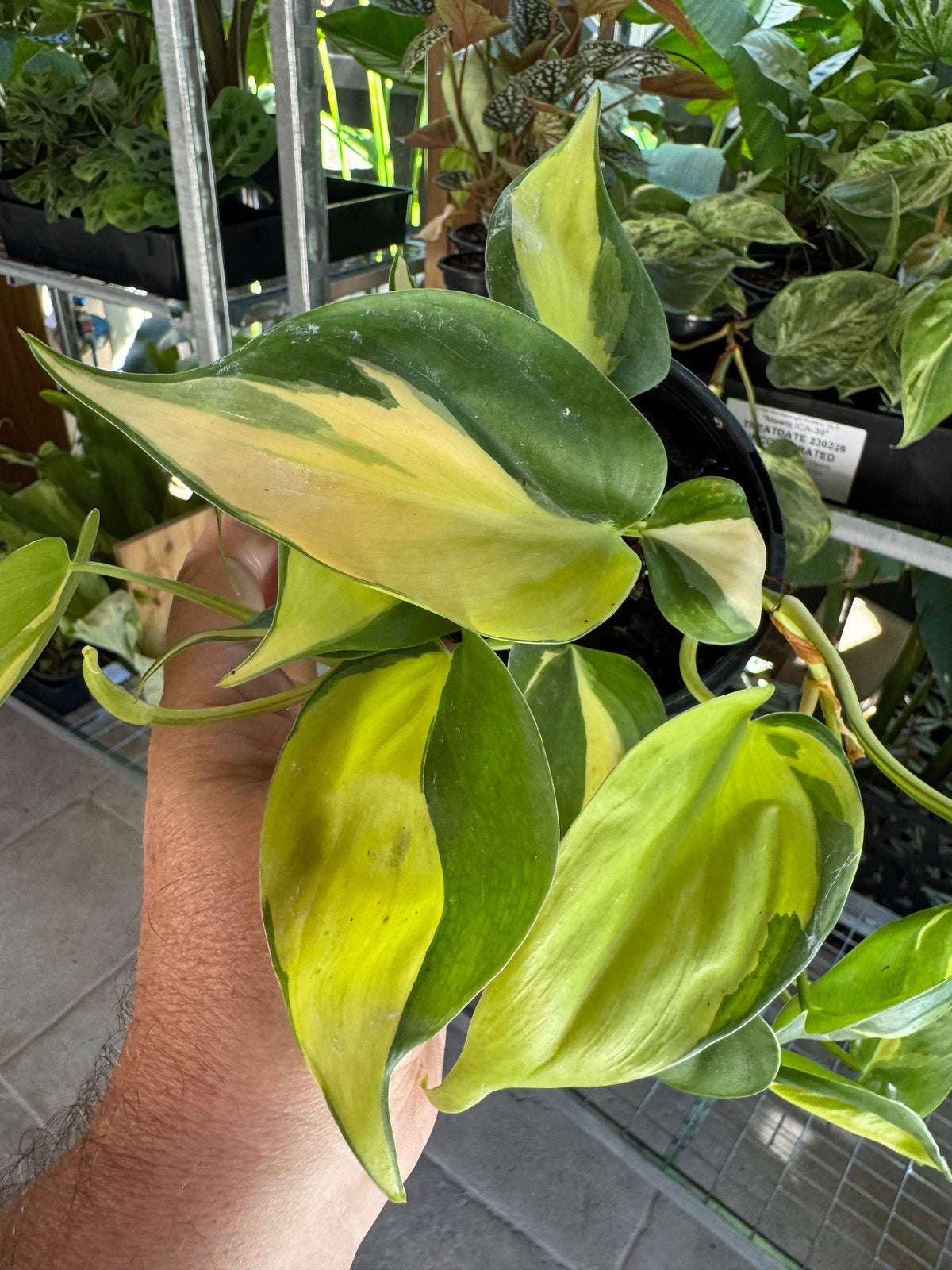 Philodendron 'Cream Splash'