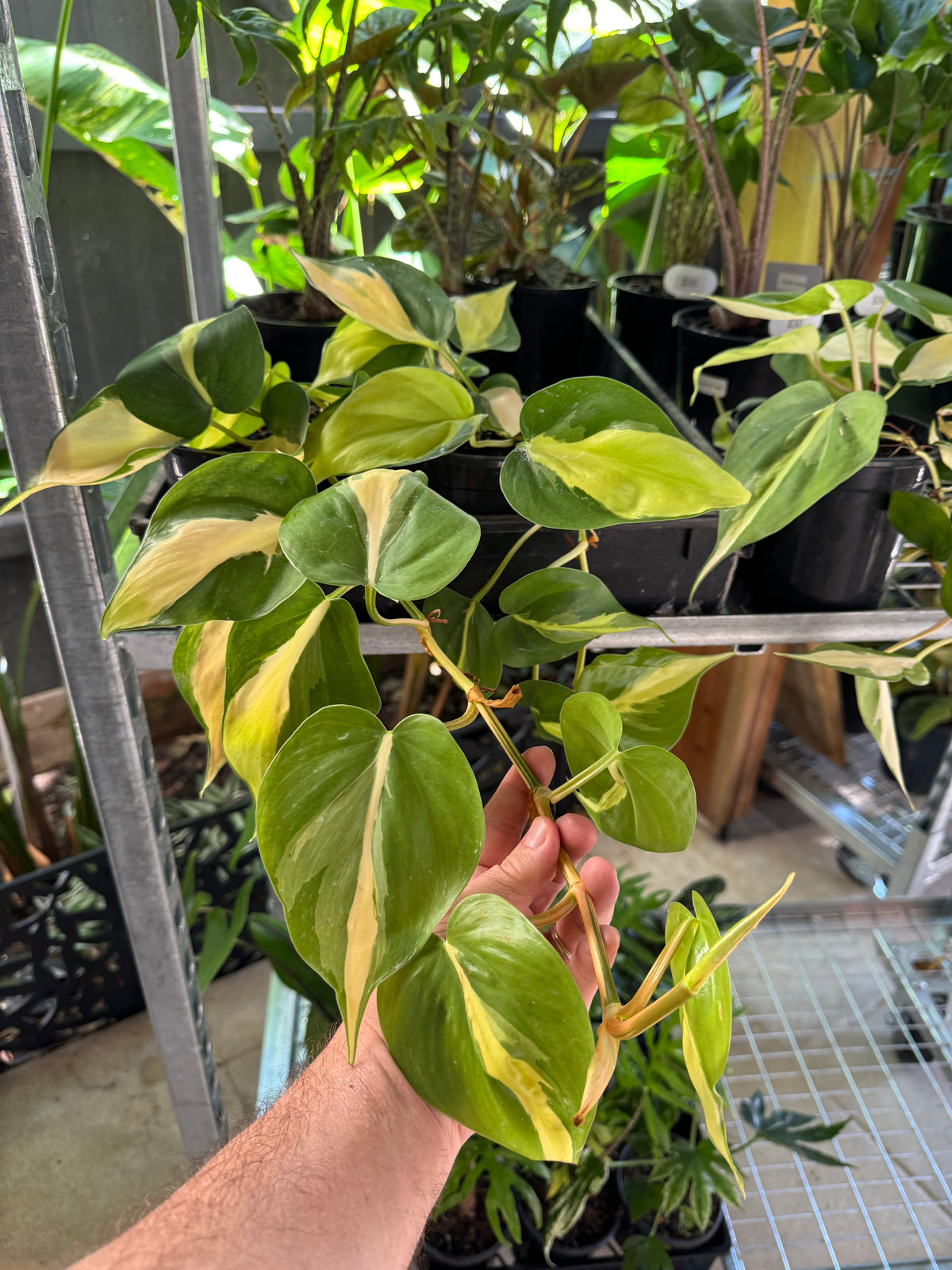 Philodendron 'Cream Splash'