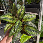 Calathea ‘Beauty Star’