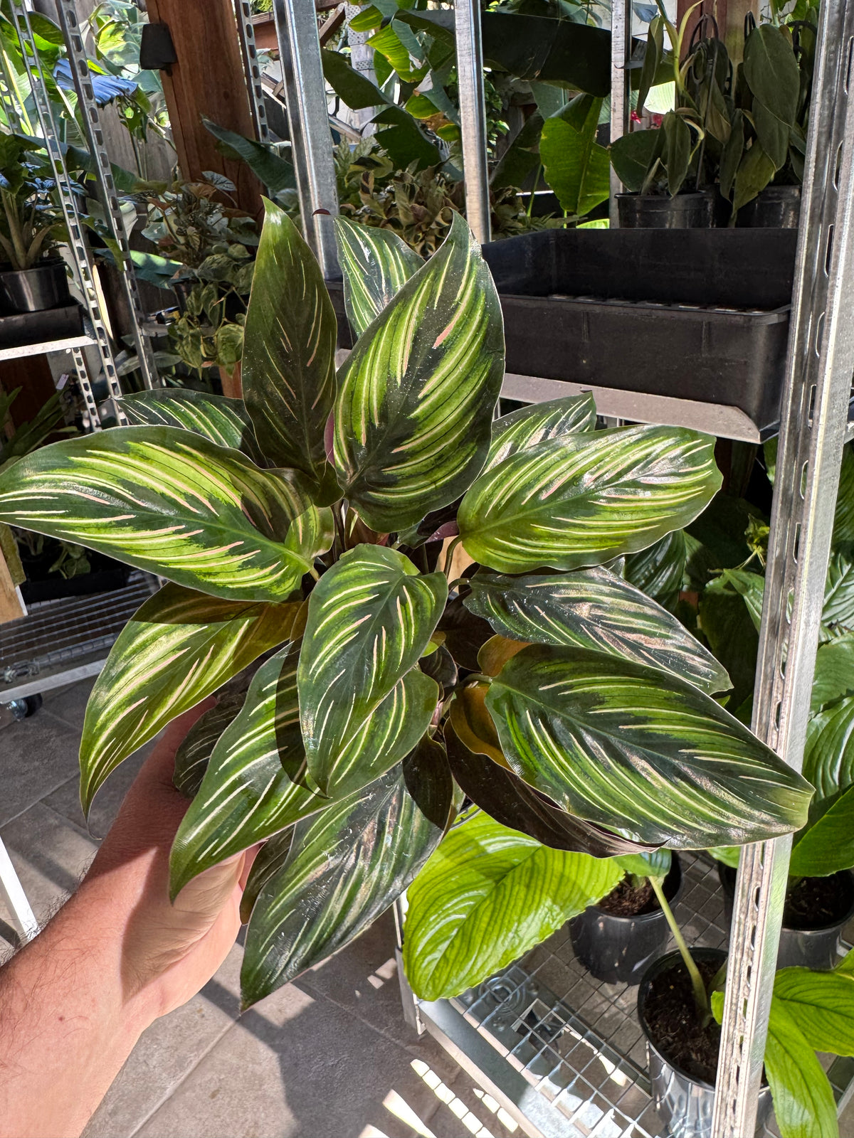 Calathea ‘Beauty Star’