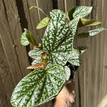 Angel Wing Begonia