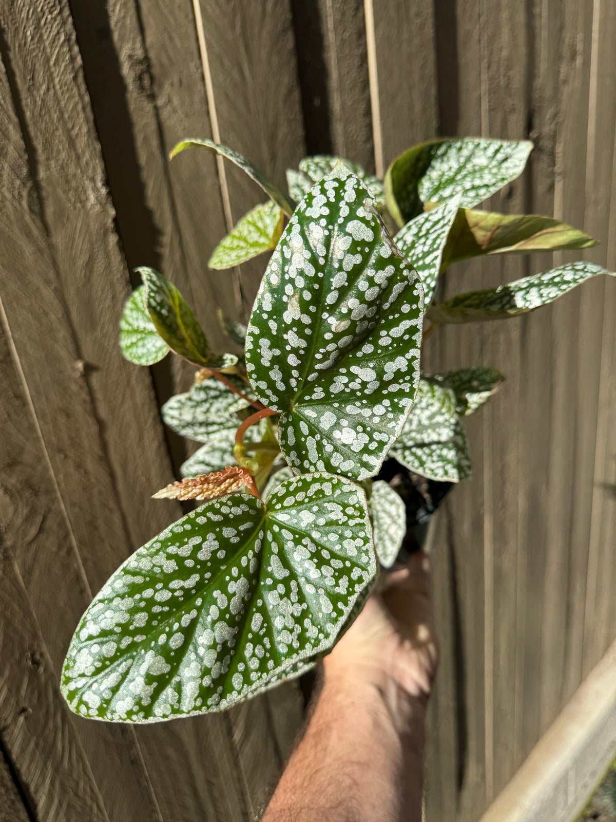 Angel Wing Begonia